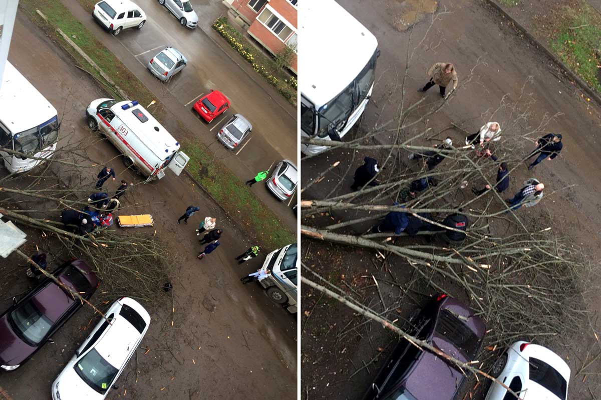 Из-за сильного ветра дерево рухнуло на женщину и припаркованные авто в Краснодаре в Авиагородке