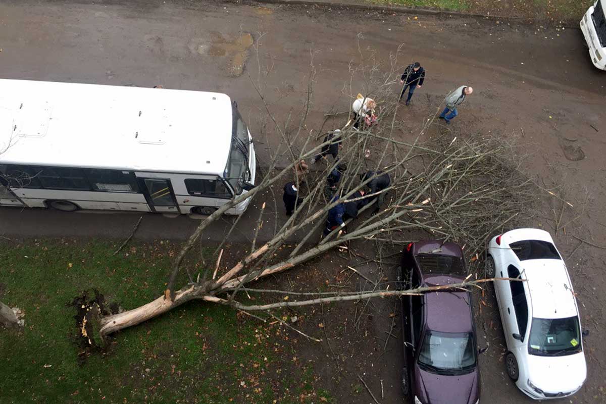Из-за сильного ветра дерево рухнуло на женщину и припаркованные авто в Краснодаре в Авиагородке